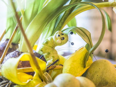 Bild 63 aus  Kropflehen