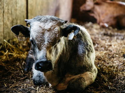 Bild 33 aus  Ferienhaus am Bognerhof