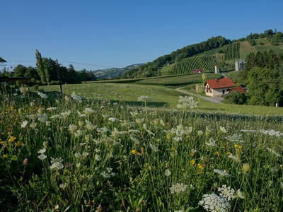 Blick vom Haus Presse auf den Burgstallkogel