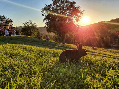 Bild 2 aus  Familienbauernhof Pieringer