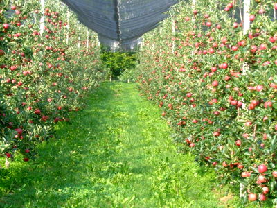 Bild 10 aus Apfelhof