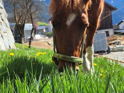 Bild 21 aus  Reiterhof Romanasa