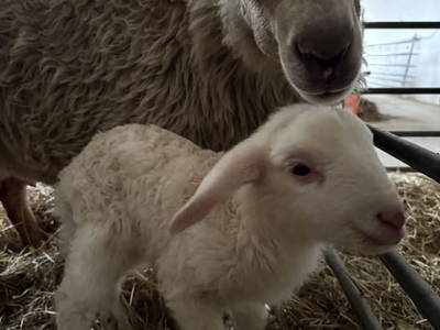 Bild 64 aus  S'Landhäuschen