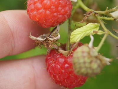 Bild 46 aus  Bauernhof Hofmayer