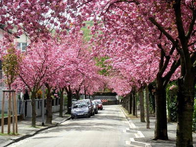 Bild 19 aus  Weingut Butzbach