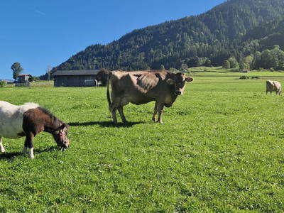 Bild 99 aus  Ferienbauernhof Berlinger