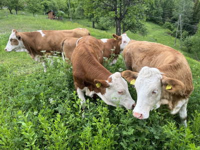 Bild 45 aus  Auszeit am Berg