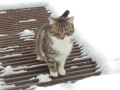 Bild 36 aus  Schmankerl und Gast Heiderer