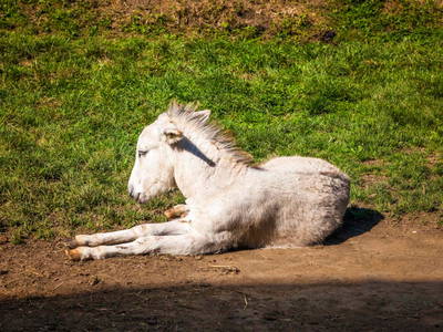 Bild 42 aus  Greischbergerhof