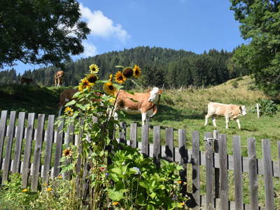 Bild 8 aus  Alm-Ferienhaus Schleinzer