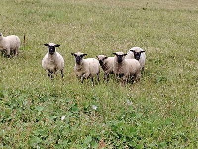 Bild 8 aus  Holzeralm