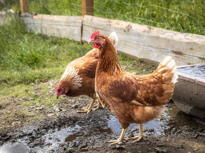 Bild 57 aus  Schobergut