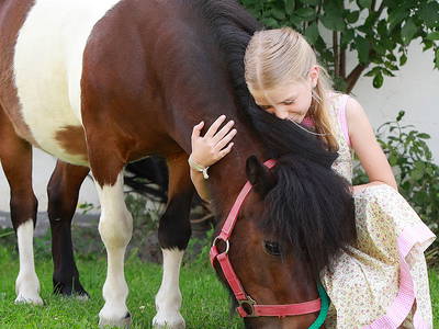 Bild 10 aus  Springerhof