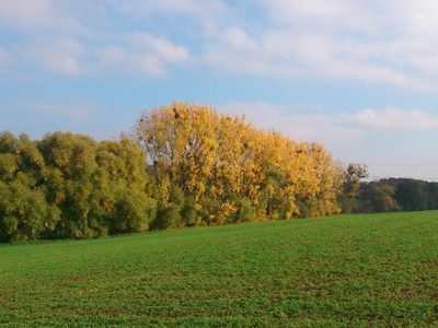 Bild 27 aus  Gutshof Hungerburg