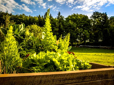 Bild 11 aus Bio Bauernhof Paulbauer