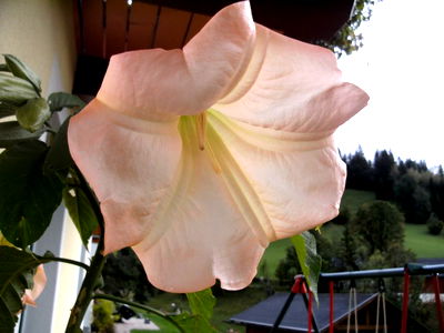 Bild 16 aus Bio Bauernhof - Haim - Schnepfleitner