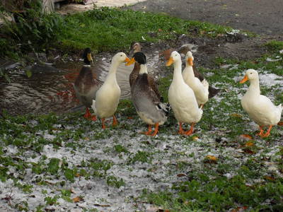 Bild 7 aus  Sauschneidhof