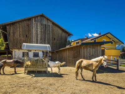 Bild 2 aus  Reiterhof Embach