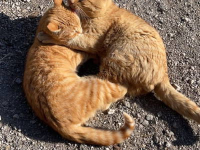 Bild 34 aus  Hirzhof