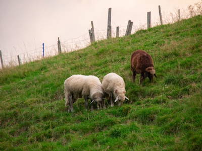 Bild 10 aus  Linsingerhof