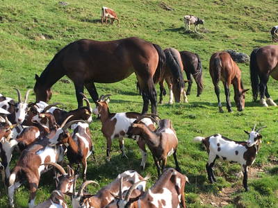 Bild 23 aus  Feriengut Hasenau