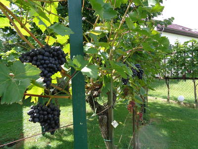 Bild 16 aus  Gästehaus Schlossblick