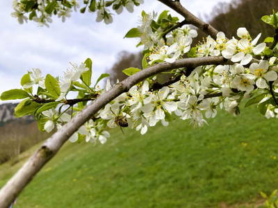 Bild 2 aus  Ferienhof Rösslar