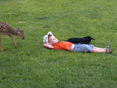 Bild 36 aus  Fuchs und Hase