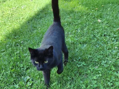 Bild 169 aus  Landhaus Zangerl - Kobelerhof