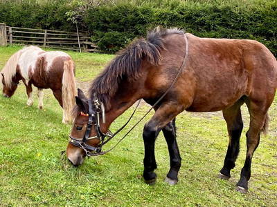 Bild 71 aus  Schlickenhof