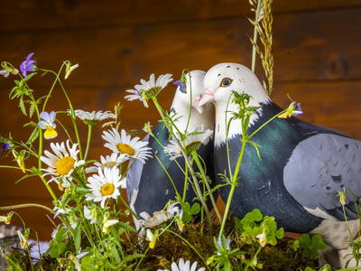 Bild 67 aus  Schwaigerlehen - Berngarten