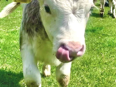 Bild 120 aus  Alpen Appartements Oberlehengut