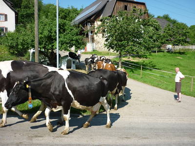 Bild 16 aus  Kirnermartes Hof