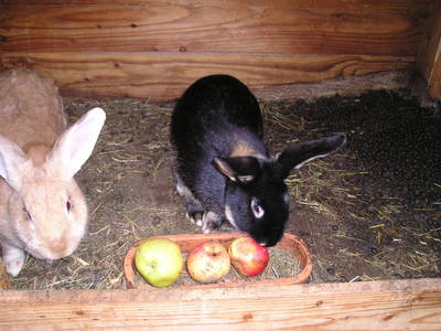 Bild 20 aus  BioBauernhof Sommer