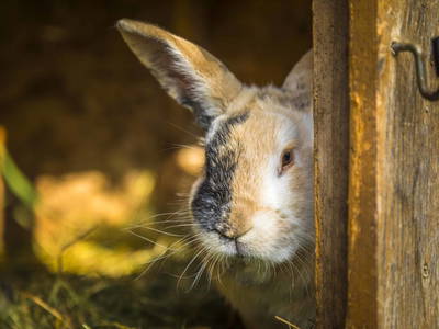 Bild 41 aus  Bio Bauernhof Paulbauer