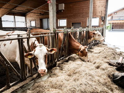 Bild 14 aus  Ginzhof