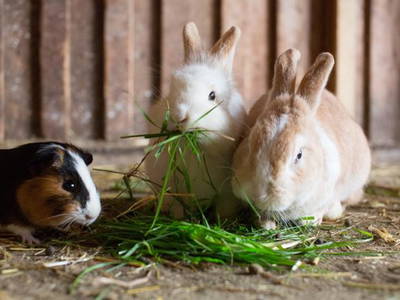 Bild 23 aus  LandSelection Gut Grasleiten