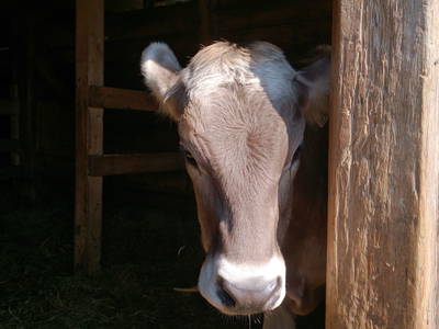 Bild 47 aus  Lichtebenhütte