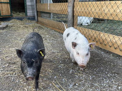 Bild 20 aus  Martlerhof Aschau im Zillertal Tirol