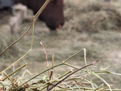 Bild 36 aus  Reiterhof Romanasa