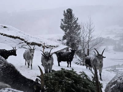 Bild 45 aus  Granbichlhof