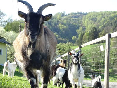 Bild 80 aus  Forstbauer