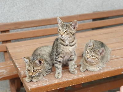 Bild 59 aus  Traumferienhaus XXL Ortner