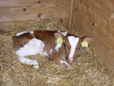 Bild 33 aus  Achrainer - Moosen