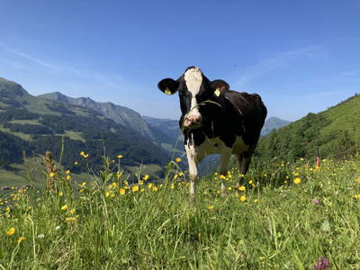 Bild 33 aus  Ferienhof Rösslar