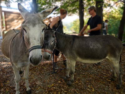 Bild 102 aus  Postl's Hirschbirnhof