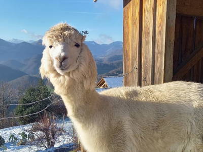 Bild 84 aus  Ferienhof Schneiderweg