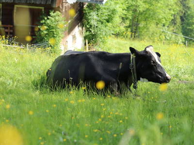 Bild 186 aus  Familienbauernhof Bereuter