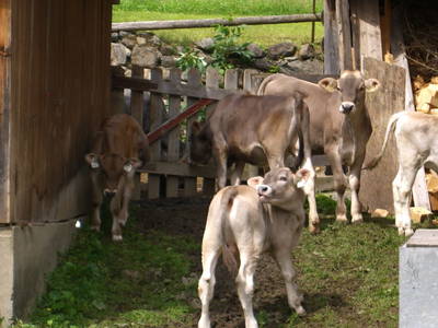 Bild 21 aus  Hoisnhof - Urlaub am Bauernhof - Gries im Sellrain