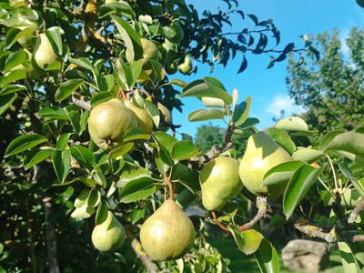 Bild 44 aus  Ferienhaus Weinmeyer 